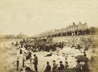 Lower Marine Terrace  [Albumin Print 1884]